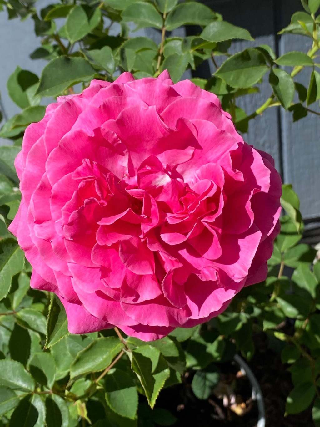 New Roses on a&nbsp;Monday